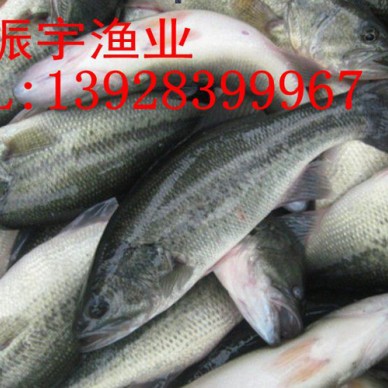 广振宇经营出售鲶鱼鱼苗黄骨鱼价格