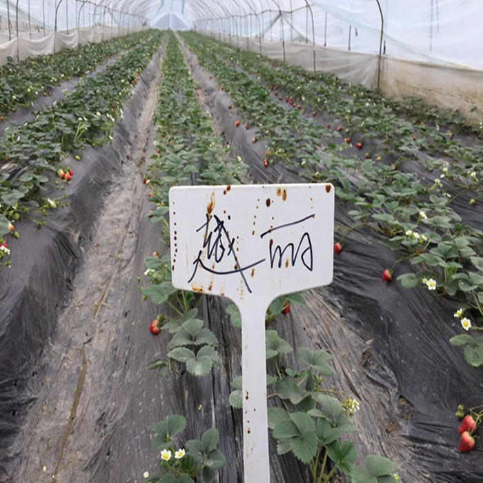 一代脱毒草莓苗_草莓种苗_草莓生产苗_穴盘草莓苗_裸根草莓苗_草莓苗批发_草莓苗价格_草莓苗价钱