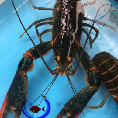 广振宇经营出售笋壳鱼鱼苗批发鲶鱼价格