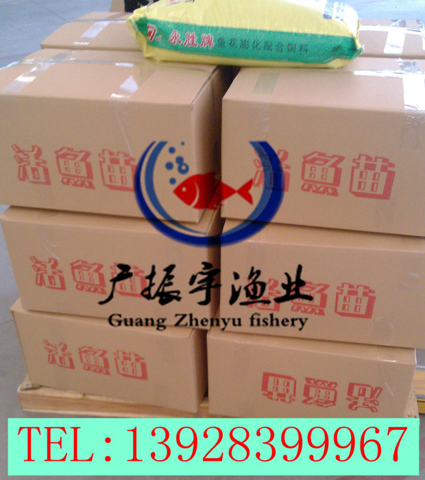 广振宇经营出售鲶鱼鱼苗鲤鱼价格