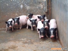 建国珍禽养殖场 巴马香猪 巴马香猪苗 巴马香猪价格 小香猪 野猪 电话议价