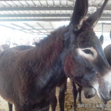 出售 肉驴 驴苗 三粉驴价格 肉驴基地 养殖德州驴