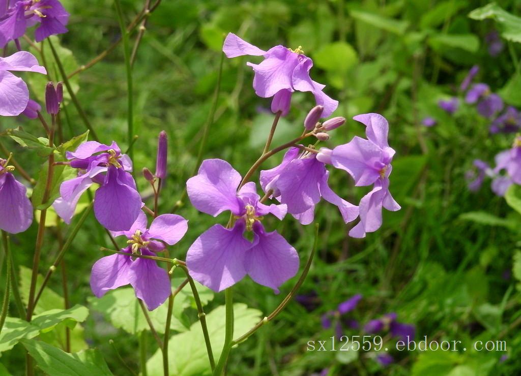 山东二月兰-哪里能买到优惠的二月兰
