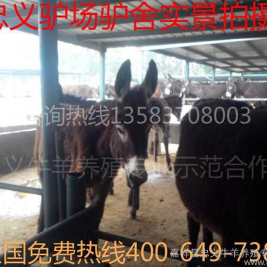 肉驴价格.德州驴养殖  肉驴养殖前景