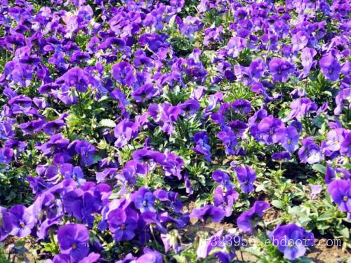 山东角堇-高品质角堇哪里有卖