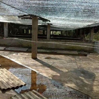 佳鑫石蛙 生态养殖厂家直销 商品蛙 个头肥大