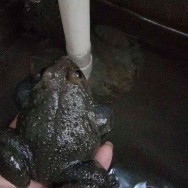 佳鑫石蛙 蝌蚪厂家 小蝌蚪 蝌蚪  石蛙养殖技术 成活率高