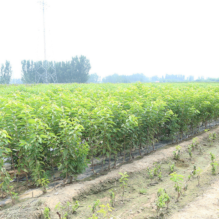 红灯樱桃苗价格 2公分樱桃苗价格 美早樱桃苗价格优惠