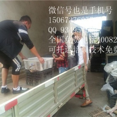 临沂费野兔养殖商品兔现场考察