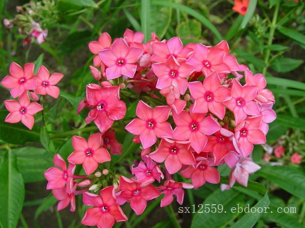 芝樱价格|优良的芝樱提供商当属实信花卉苗木