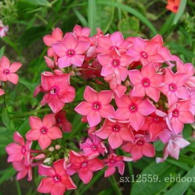 芝樱价格|优良的芝樱提供商当属实信花卉苗木