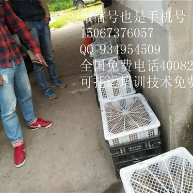 长沙浏阳养殖肉兔种兔销售培训技术