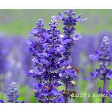 薰衣草|哪里有提供-薰衣草