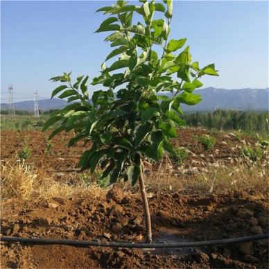 沃田樱桃苗成活率高矮化樱桃苗当年结果规格齐全价格便宜