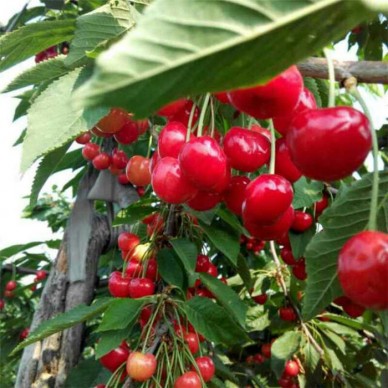 大量批发樱桃苗 1公分樱桃苗品种 白玉樱桃苗批发价格