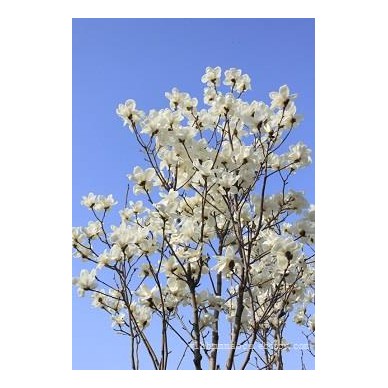 玉兰种植基地-玉兰专业供应商