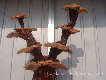 灵芝切片供应|出售淄博口碑好的灵芝