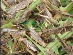 养蝗虫-山东大昆农业-蝗虫养殖方法