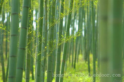 翠竹基地_潍坊翠竹批发价格