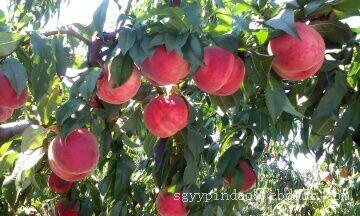 岱妃桃苗哪里有-想买销量好的岱妃桃苗-就到乐义苗木