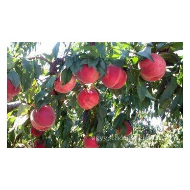 岱妃桃苗哪里有-想买销量好的岱妃桃苗-就到乐义苗木