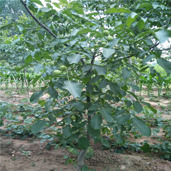 核桃苗_鲁光核桃苗-核桃苗批发-核桃苗价格-核桃苗品种