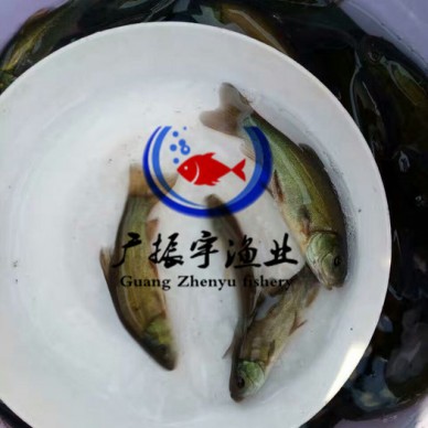 广振宇经营出售金草鱼鱼苗红罗非价格