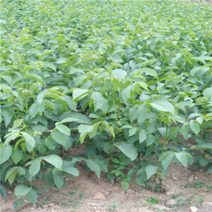 香玲核桃苗 清香核桃苗 9818核桃苗 美国核桃苗 核桃苗