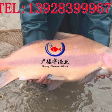 广振宇经营出售金鳙鱼鱼苗鲫鱼价格