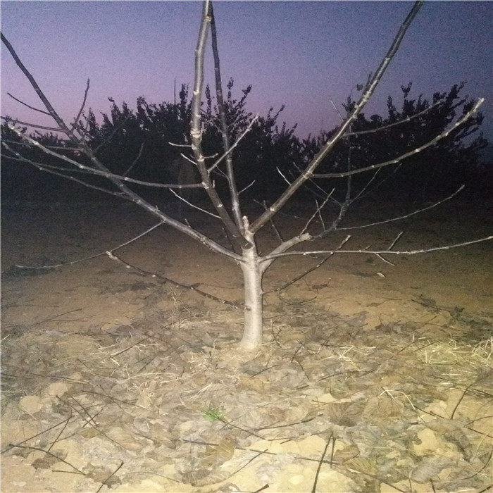 核桃苗_早实核桃苗-核桃苗批发-核桃苗价格-核桃苗品种