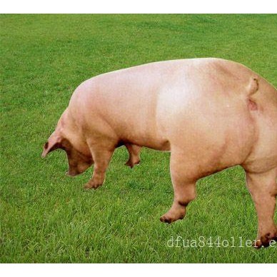 二元母猪出售-哪里能买到划算的二元母猪