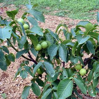 核桃树苗  核桃品种  优质核桃  核桃新品种  9818核桃