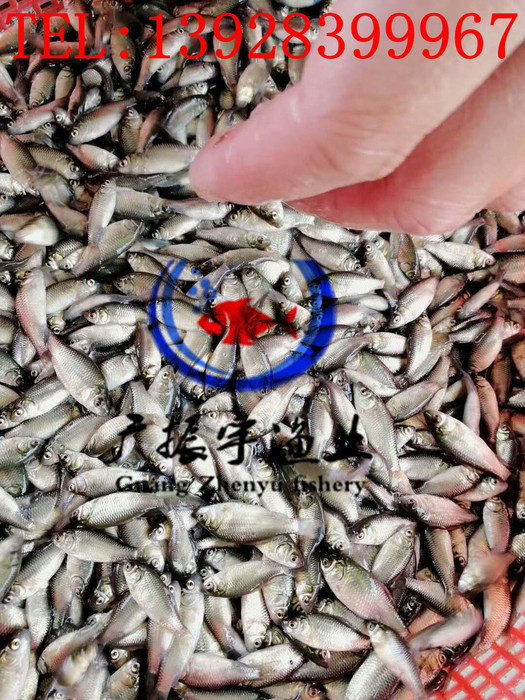 广振宇经营出售鸭嘴鱼鱼苗批发鳙鱼价格