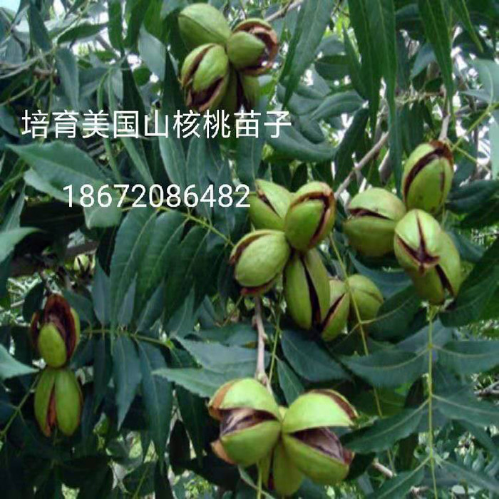 美国核桃种苗—美国核桃种苗 美国核桃种苗—美国核桃种苗 美国核桃种苗—美国核桃种苗