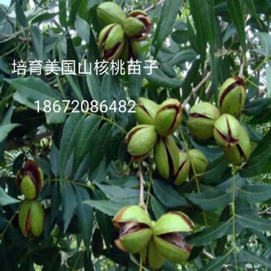 美国核桃种苗—美国核桃种苗 美国核桃种苗—美国核桃种苗 美国核桃种苗—美国核桃种苗