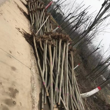 河南3公分紫薇森成苗木合作社批发