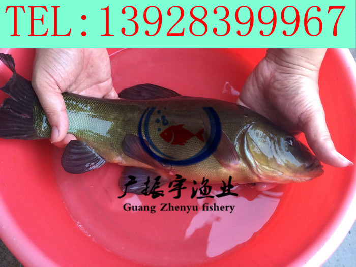 广振宇经营出售桂花鱼鱼苗批发红鲤鱼价格