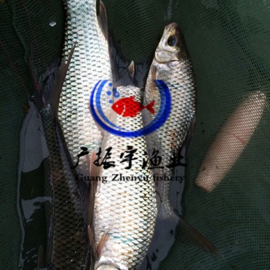 广振宇经营出售土塘虱鱼苗金草鱼价格