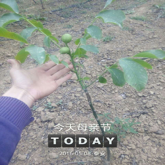 核桃种苗_山东核桃种苗_泰安核桃种苗_核桃种苗基地_核桃种苗价位