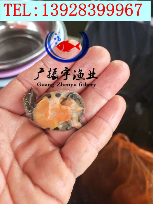 广振宇经营出售笋壳鱼鱼苗批发金草鱼价格