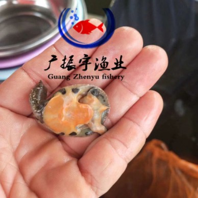 广振宇经营出售笋壳鱼鱼苗批发金草鱼价格