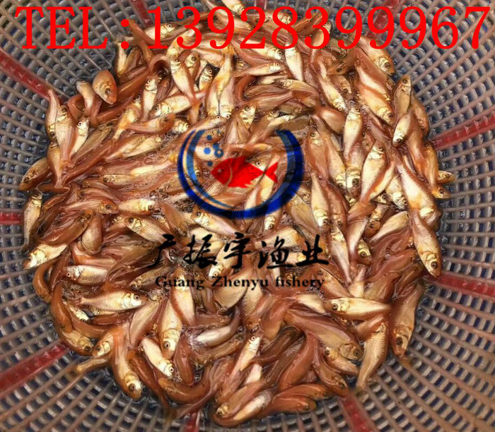 广振宇经营出售鲈鱼鱼苗批发鳙鱼价格