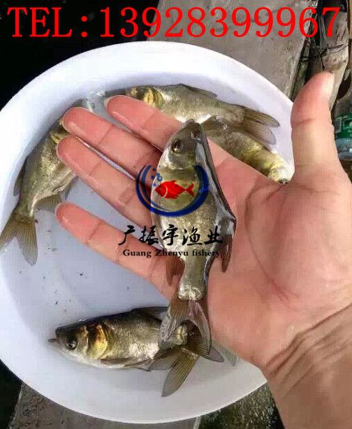 广振宇经营出售鲤鱼鱼苗银鳕鱼价格