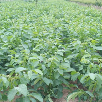 核桃苗_8518核桃苗-核桃苗批发-核桃苗价格-核桃苗品种