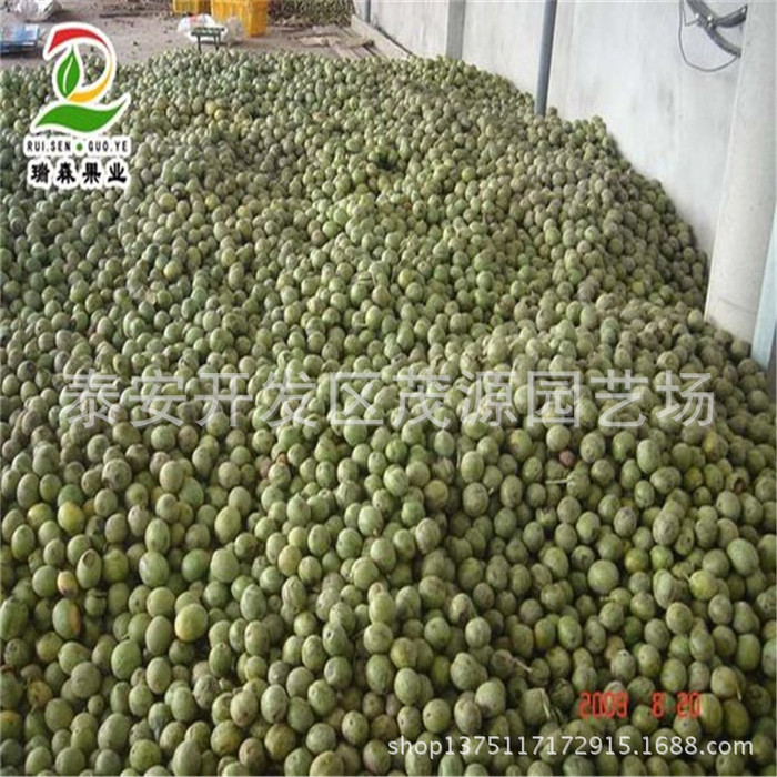 基地青皮核桃，干核桃，鲜核桃，青皮核桃代办