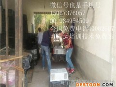 芜湖农村创业项目散养野兔商机