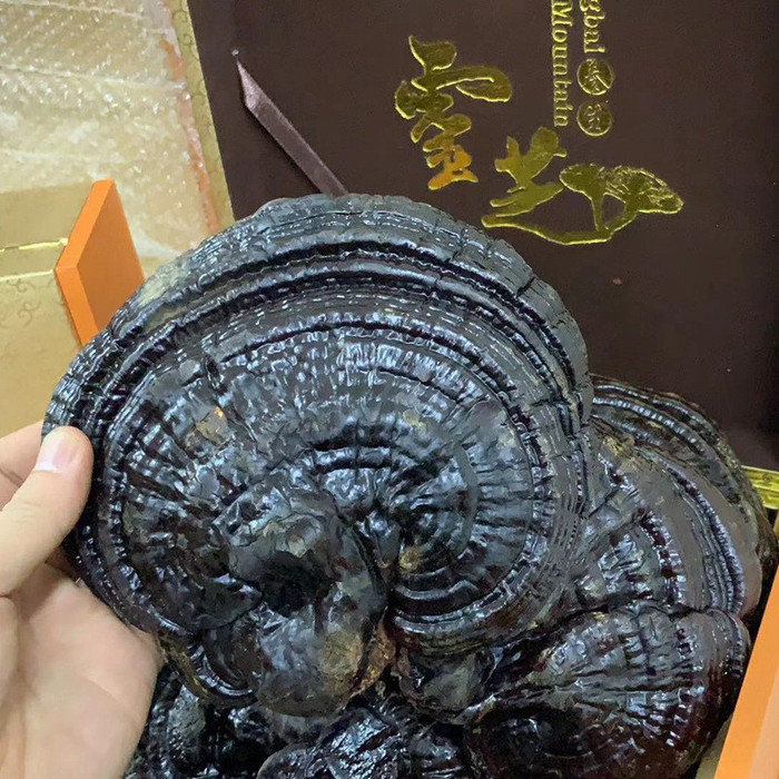 灵芝冲水后啥样正宗长白山灵芝灵芝长白山