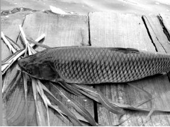 永川水花 - 永川特产