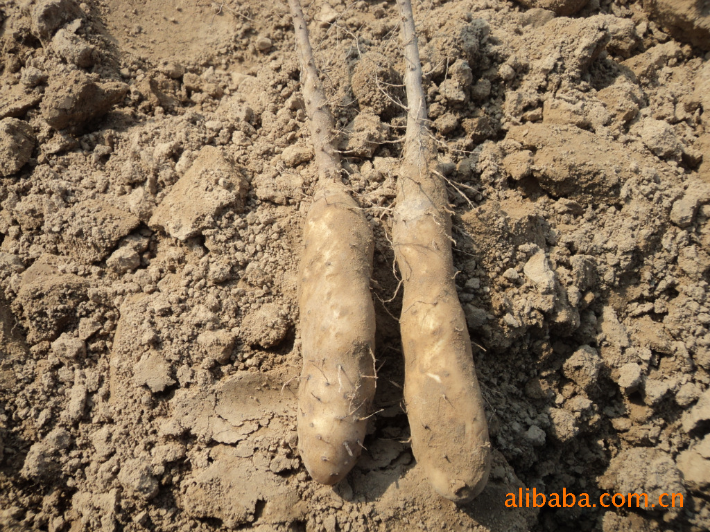 山药种子种苗高产高效种植我们最专业