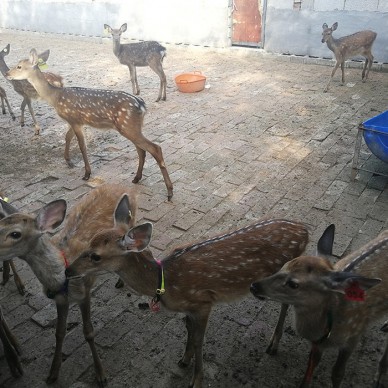 直营  养鹿技巧 济宁梅花鹿价格 山东养殖厂 现货直供